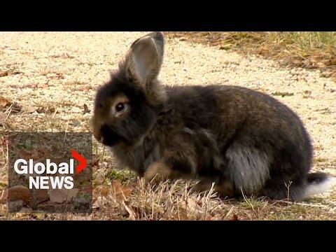 Booming bunny population forces Canadian city to act