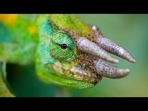 RARE 3 Horned CHAMELEON