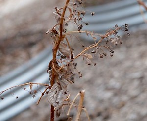How to Revive A Dying Raspberry Plant (3 Quick Steps)