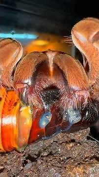 Feeding the LARGEST SPIDER in the WORLD!!! 🥴