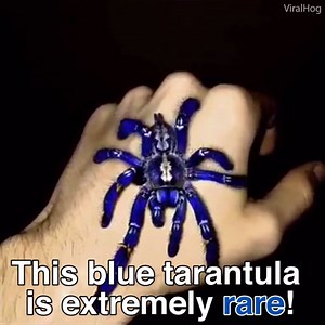 Meet the most beautiful spider in the world: Poecilotheria metallica 🕷️ | Daily Mail Video