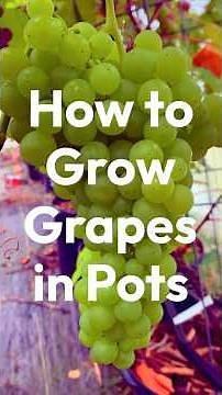 How to Grow Grapes in Pots or Containers