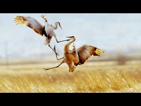 Alessandro Marcello - Adagio