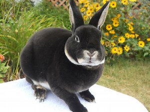 Mini Rex Rabbits | USA Rabbit Breeders