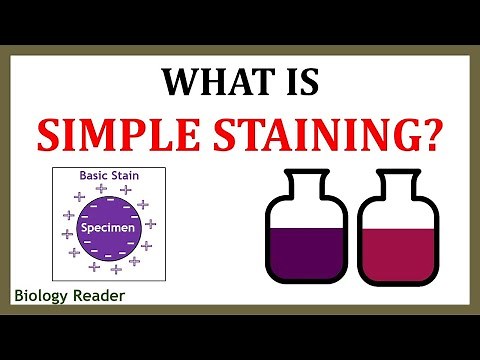 What is Simple Staining? Definition, Steps and Diagrams