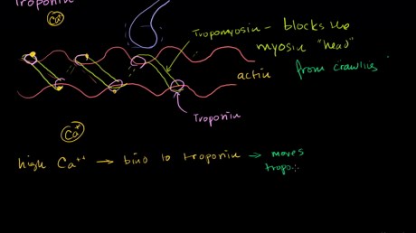 How tropomyosin and troponin regulate muscle contraction