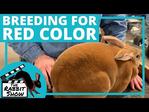 Breeding for Red Color in Rex Rabbits by Danielle Harubin