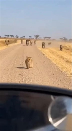Helping a Helpless Baby Lion Trapped by Hungry Hyenas