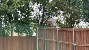 Daisy Multifacetica on Reels