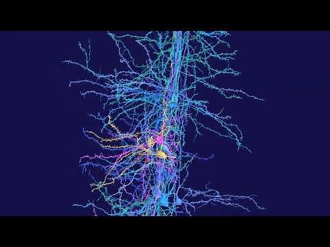 Cortical Column of Neurons