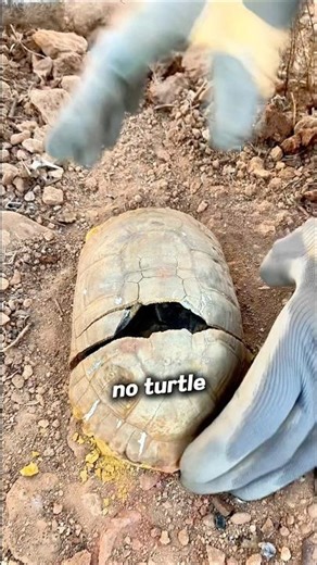 What Comes out When Breaking the Turtle Shell?!😮