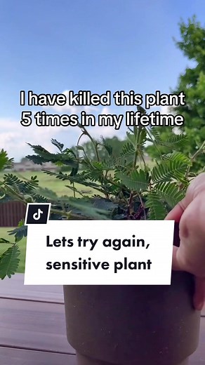 Growing Sensitive Plants: Tips and Tricks for Success