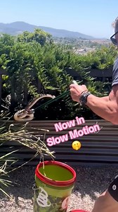 130K views · 2.3K reactions | A large Rattlesnake goes wild  Slow Motion | Snakes Adventures | Facebook