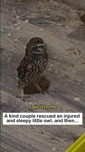 Little Owl's Encounters #animals #wildliferescue #lovestory #cute #rescue #animalrescue #love#owl