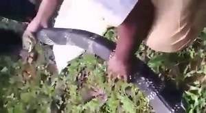 34K views | Wolverine on Reels | Facebook