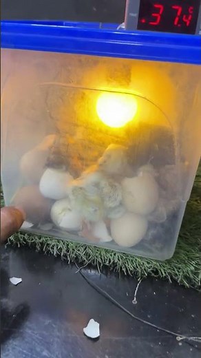 100% success ! Chicks hatched in plastic bowl