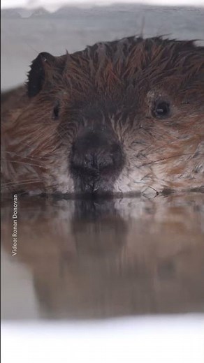 Beavers may be a solution to one of our biggest climate crises 👀 Read more in the description 🦫