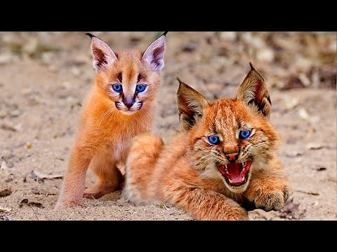11 Rarest Cat Breeds In The World