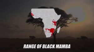 These Are the Biggest Snakes on Earth