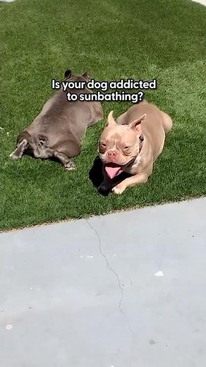 Is Your Dog Addicted to Sunbathing? | The Pack