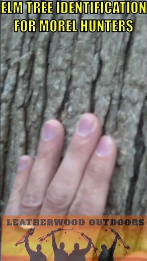 SLIPPERY ELM TREE IDENTIFICATION for Morel Mushroom Hunters #slipperyelm #elmtree #morelmushrooms