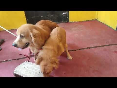 the process of dog mating