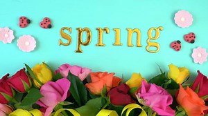 4k Springtime static overhead with fresh colorful Spring roses on an aqua blue wood table background.