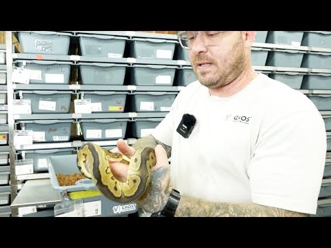 Male or Female Ball Python Breeding Power House?