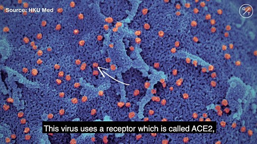49K views · 240 reactions | The virus that causes Covid-19 is so tiny that it can only be viewed through an electron microscope. Scientists have been studying what the virus does to our cells. Here’s what they've discovered so far. https://trib.al/3Bensoc | Bloomberg | Facebook
