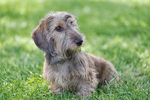 What Should You Know About The Wirehaired Mini Dachshund?