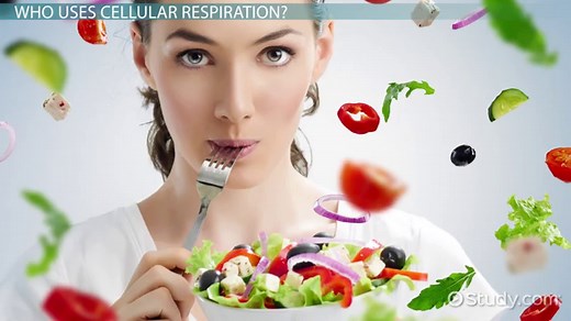 Cellular Respiration | Overview & Examples