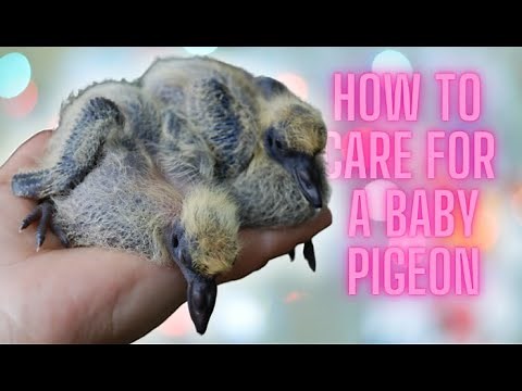 how to take care of a baby pigeon