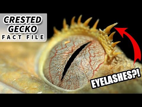 Crested Gecko facts: the EYELASH GECKO | Animal Fact Files