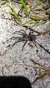 Feeding a massive female Carolina wolf spider (Hogna carolinensis) with a few friends during my latest work trip down to Florida. We stumbled across a good sized cricket next to her so we decided to see if she was receptive towards eating a meal. She certainly was! What an impressive spider! Wow! • #reptiliatus #arachnid #spider #wolfspider #hognacarolinensis #hogna #spiders #spidersofinstagram #arachnid #nature #wildlife | Reptiliatus