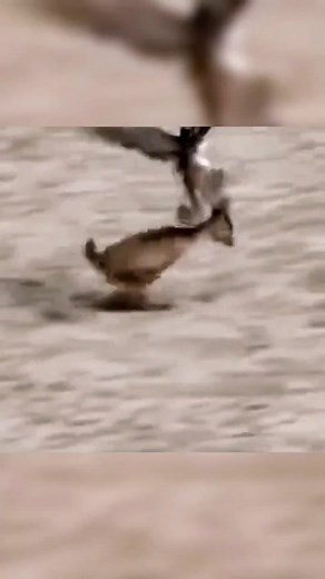 Incredible Eagle Catching Deer Moment