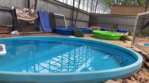 5.3K views · 350 reactions | Happy Friday! These little quack-ups got to experience the diving pond for the first time! Looks like we aren’t the only ones that are excited for pool season. :) #ducks #ducklings #wildlife #swimming #summer #dive | Greenwood Wildlife Rehabilitation Center | Facebook