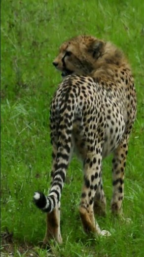 Cheetah Family | Raw African Wildlife Footage | Samburu National Reserve Kenya 🐆🌿