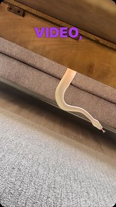 15K views · 407 reactions | My Boy Jeff The Wobble Nobble The Disco Ball #ballpython #ballpythons #ballpythonmorphs #royal Python #ballpythonsofinstagram #python #pythons #snake #snakes #snek #reptile #reptiles #reptilesofinstagram #reptilelover #reptilekeeper #pet #pets #daily #instagram #tiktok #reels #cute #fun #happy #ballpythonsoftiktok #boise #idaho | Black Lake Reptiles | Facebook