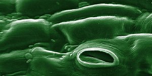 The Structure And Function Of Stomata