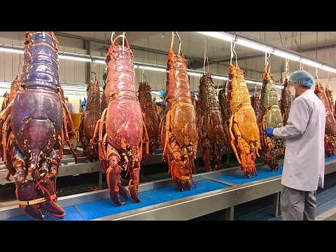SHOCKING Giant Lobsters Farming - How Farmers Raise and Harvest Millions of Lobsters Under the Sea?