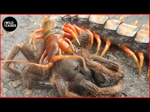 15 Deadly Fights in the Insect Kingdom Ever Caught On Camera | Animal Fights