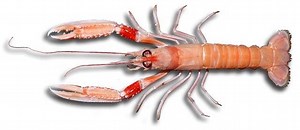 Nephrops norvegicus - Alchetron, The Free Social Encyclopedia