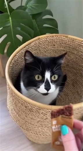 The cat used a distraction trick to grab the snacks!