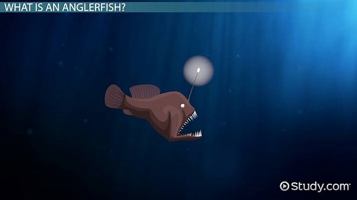 Anglerfish Facts: Lesson for Kids