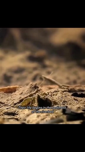 414K views · 7.6K reactions | Today's creature on feature: The Mayfly...