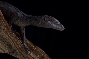 Black Dragon Lizard