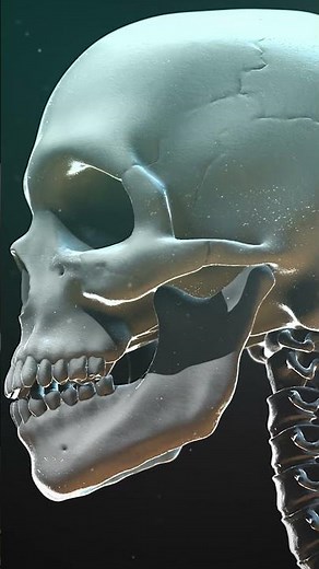 Role of Skeletal System in the formation of human body