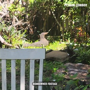 Florida is no stranger to invasive species, and now we’re facing another major threat: Nile monitors. These large, aggressive lizards, native to Africa, have made themselves at home in the Sunshine State, and they’re causing serious trouble for our environment and native wildlife. | Python Cowboy Hunts