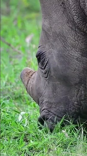 White Rhino endangered animals of Africa