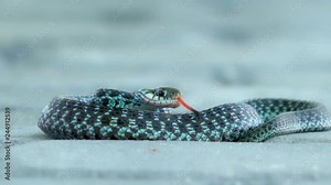 Snake coiling and writhing around